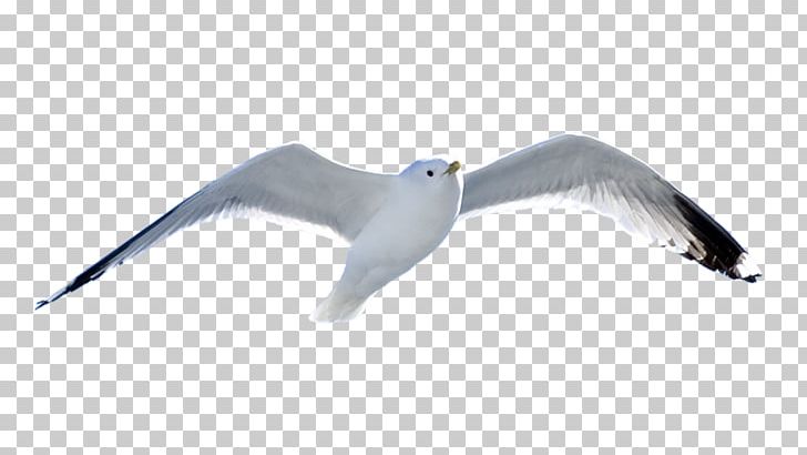 European Herring Gull Bird PNG, Clipart, Animals, Beak, Bird, Charadriiformes, Desktop Wallpaper Free PNG Download