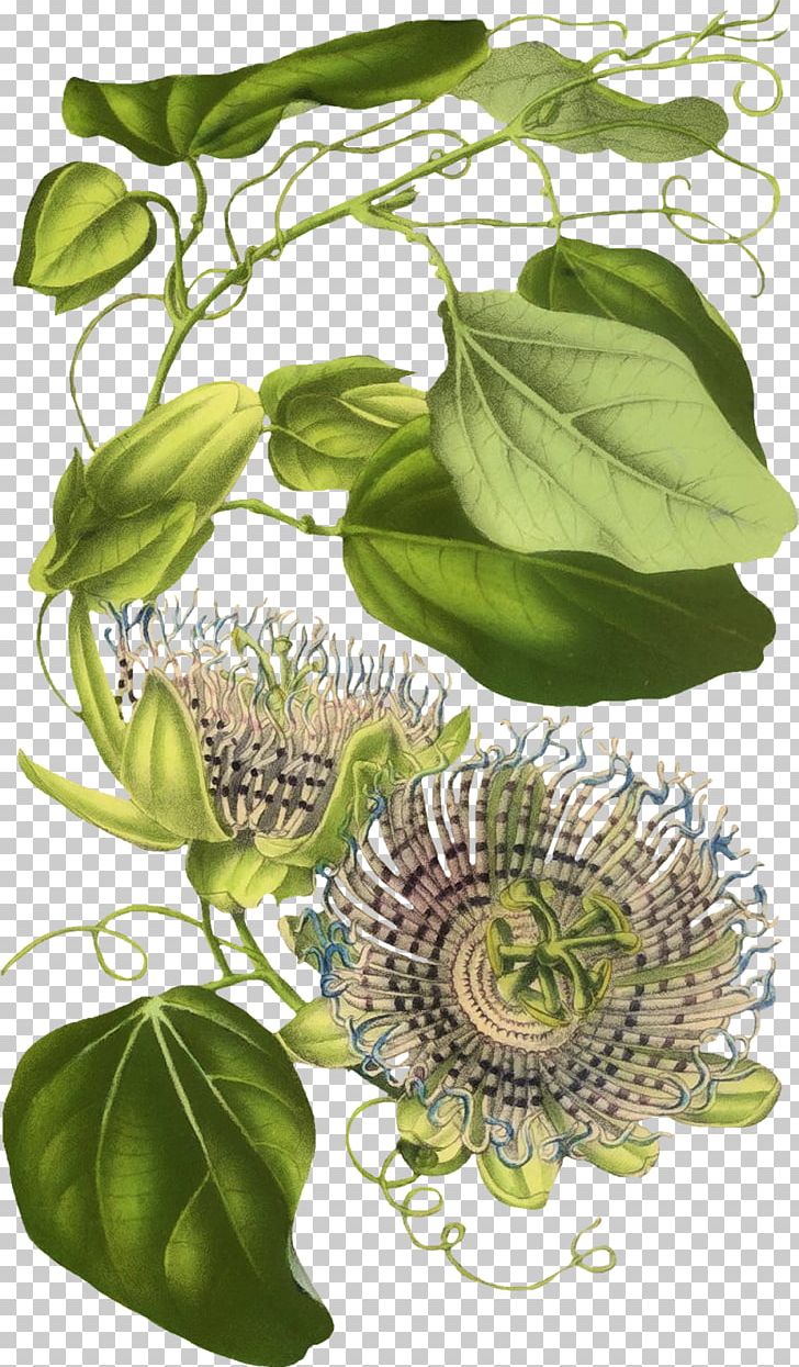 Herbalism Flowering Plant Floral Design Leaf PNG, Clipart, Flora, Flora Fauna And Merryweather, Floral Design, Flower, Flowering Plant Free PNG Download