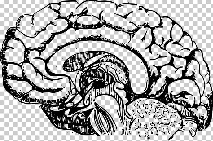 brain anatomy sketch