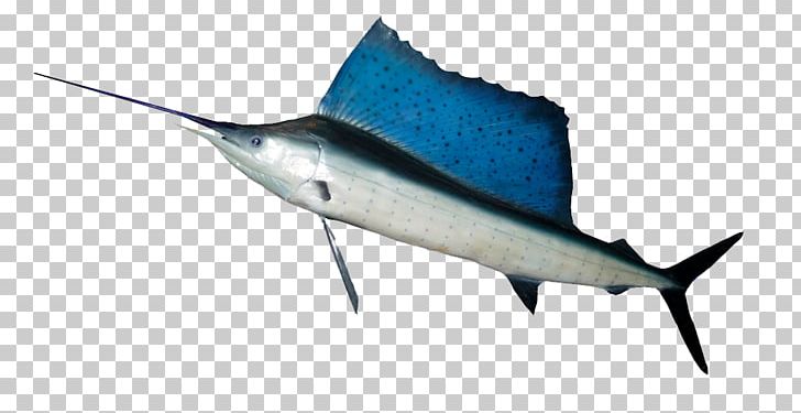 Indo-Pacific Sailfish Fishing Swordfish Shoaling And Schooling PNG, Clipart, Animals, Atlantic Blue Marlin, Billfish, Bony Fish, Fin Free PNG Download