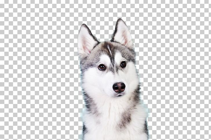 Siberian Husky Puppy Shiba Inu Alaskan Malamute IPhone 7 PNG, Clipart, Animal, Animals, Carnivoran, Cuteness, Desktop Wallpaper Free PNG Download