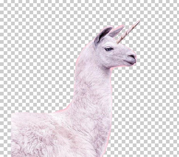 Unicorn Horn Llama Horse Invisible Pink Unicorn PNG, Clipart, Alpaca, Art, Art Print, Avatan, Avatan Plus Free PNG Download