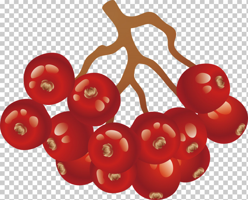 Tomato PNG, Clipart, Fruit, Plant, Red, Tomato, Vegetarian Food Free PNG Download