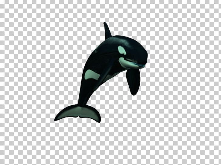 Dolphin Killer Whale PNG, Clipart, Beak, Cetacea, Dolphin, Fin, Killer Whale Free PNG Download