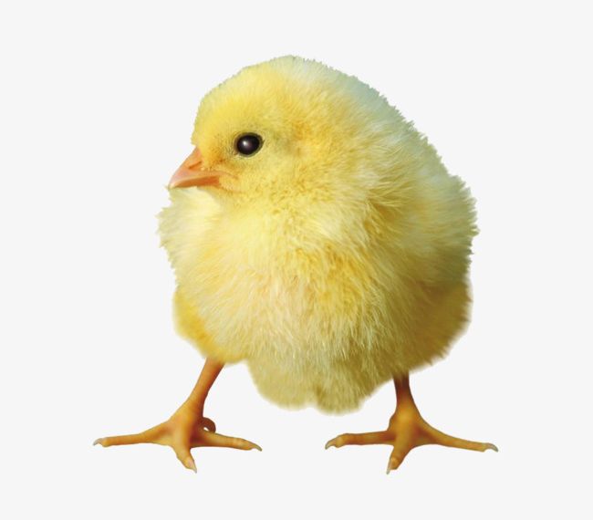 Yellow Chick PNG, Clipart, Animal, Chick, Chick Clipart, Hair, Kind Free PNG Download