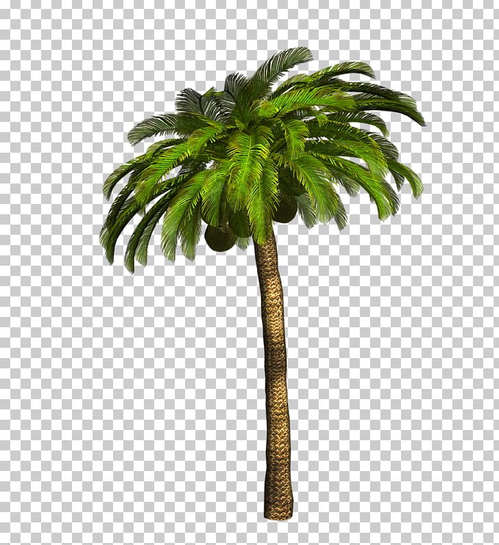 Arecaceae Tree Trunk PNG, Clipart, Arbre, Arecaceae, Arecales, Borassus Flabellifer, Branch Free PNG Download