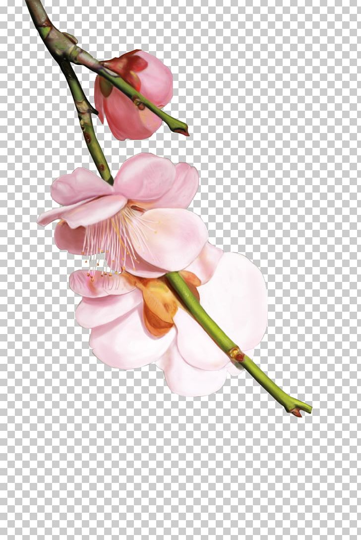 Cherry Blossom PNG, Clipart, Beautiful, Blossom, Blossoms, Branch, Cartoon Free PNG Download