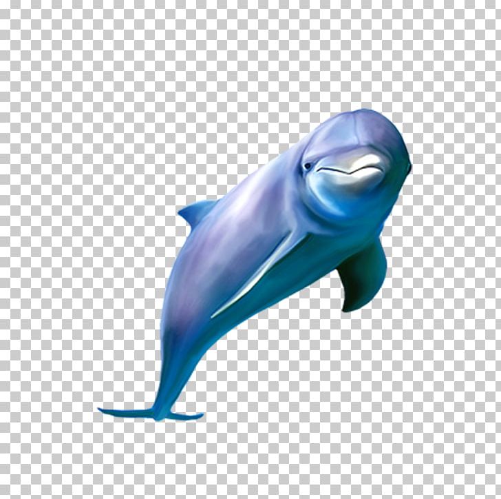 Common Bottlenose Dolphin Tucuxi Striped Dolphin Common Dolphin PNG, Clipart, Animal, Animals, Blue, Bottlenose Dolphin, Cute Dolphin Free PNG Download