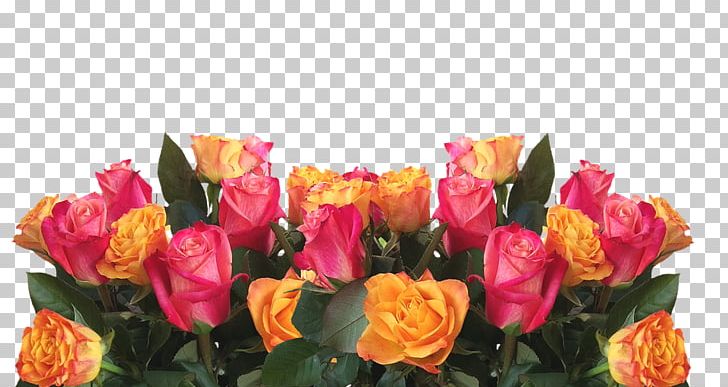 Garden Roses Flower Color Pink PNG, Clipart, Annual Plant, Black Rose, Color, Cut Flowers, Desktop Wallpaper Free PNG Download