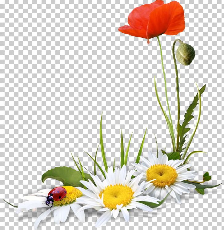 German Chamomile PNG, Clipart, Chamomile, Clip Art, Cut Flowers, Daisy, Flora Free PNG Download