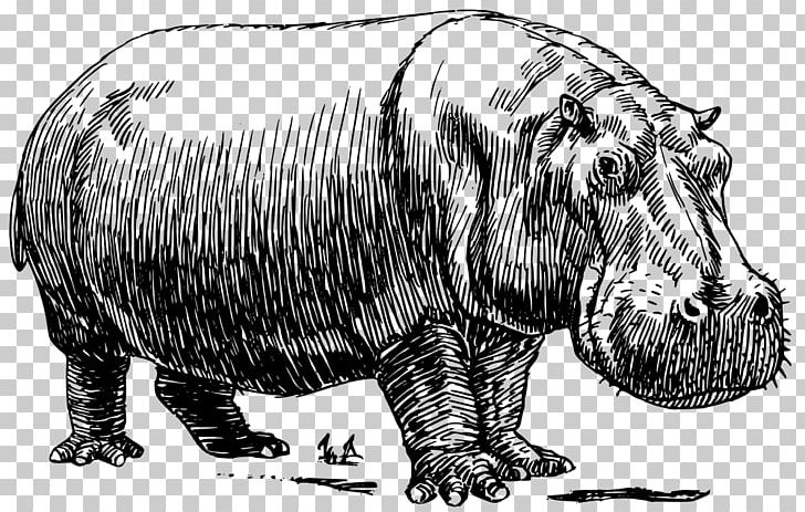 Hippopotamus Line Art Drawing PNG, Clipart, Animals, Carnivoran, Cartoon, Cattle Like Mammal, Drawing Free PNG Download