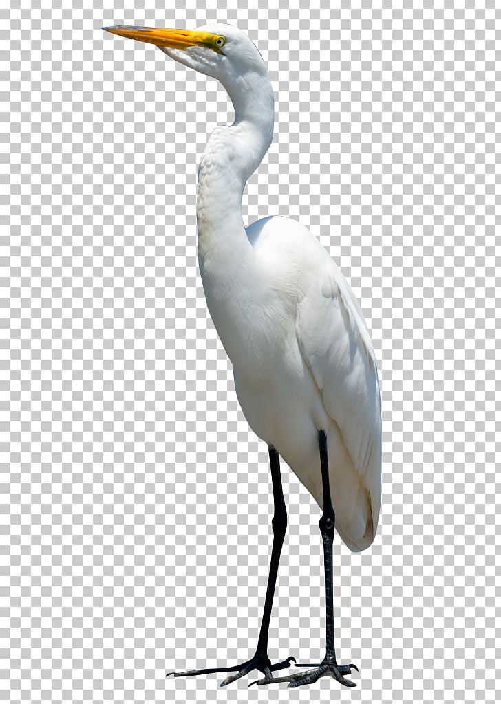 Crane Bird Heron Portable Network Graphics PNG, Clipart, Beak, Bird, Ciconiiformes, Crane, Crane Like Bird Free PNG Download