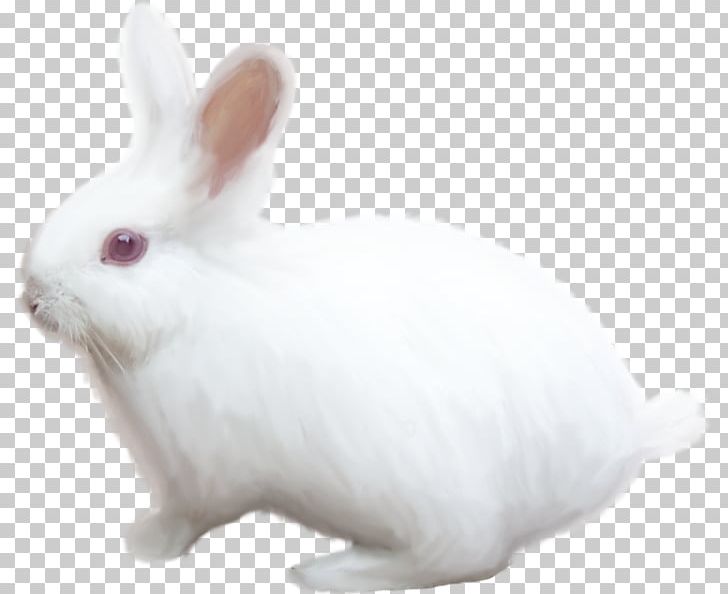 Domestic Rabbit White Rabbit Hare PNG, Clipart, Animals, Domestic Rabbit, Dream, Easter, Hare Free PNG Download