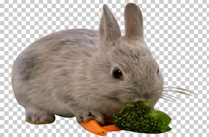 European Rabbit Hare Domestic Rabbit PNG, Clipart, Animal, Animals, Desktop Wallpaper, Domestic Rabbit, Download Free PNG Download