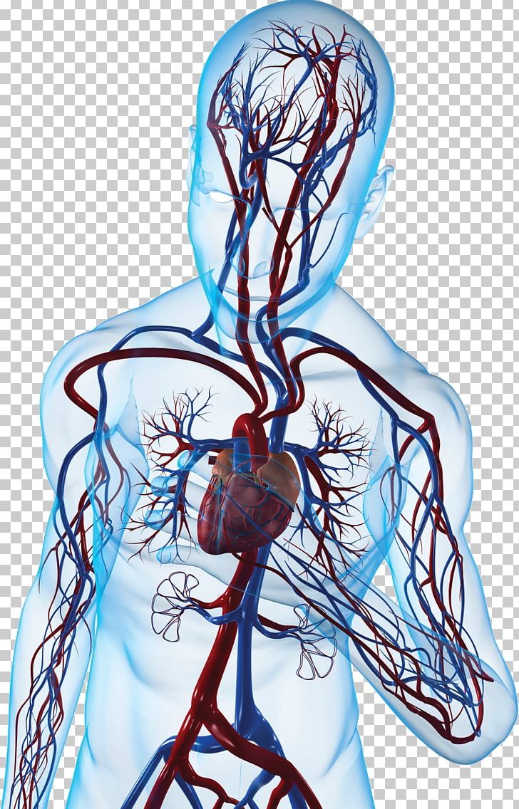 Myocardial Infarction Congenital Heart Defect Cardiovascular Disease Angina Pectoris PNG, Clipart, American Heart Association, Angina Pectoris, Arm, Cardiology, Cardiovascular Disease Free PNG Download