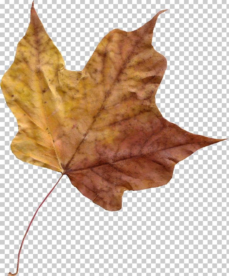 Maple Leaf Autumn Leaf Color Photography PNG, Clipart, Autumn, Autumn Leaf Color, Color Photography, Leaf, Maple Free PNG Download