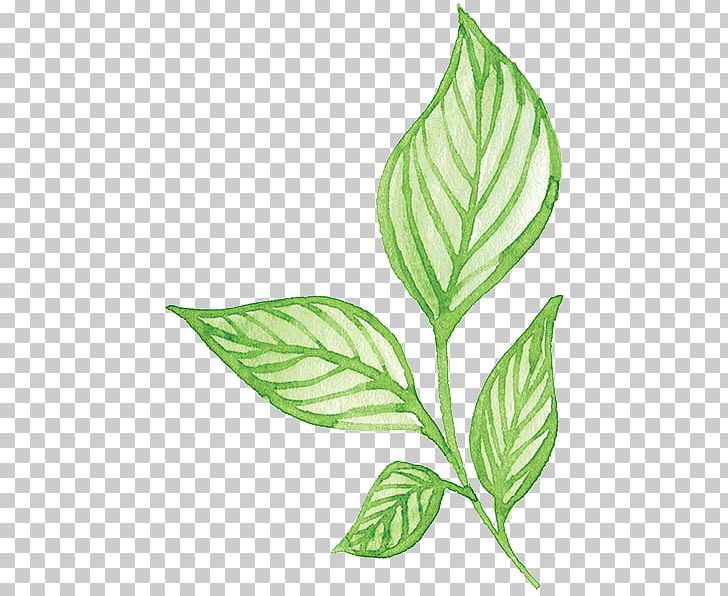 Plant Green Leaf Flower PNG, Clipart, Branch, Color, Cut Flowers, Editing, Encapsulated Postscript Free PNG Download