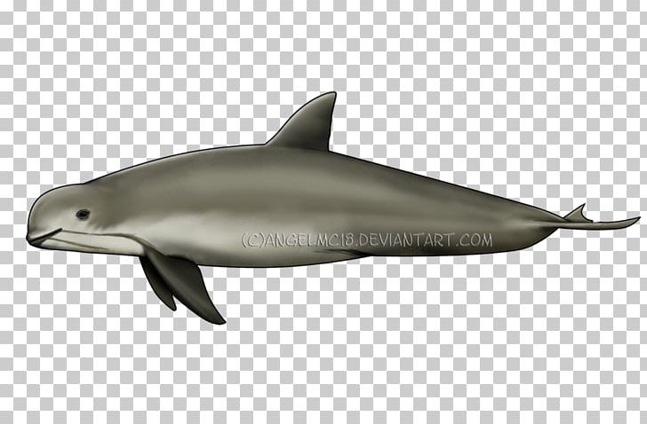 Spinner Dolphin Common Bottlenose Dolphin Short-beaked Common Dolphin Striped Dolphin Rough-toothed Dolphin PNG, Clipart, Animals, Atlantic Spotted Dolphin, Dolphin, Fauna, Fin Free PNG Download