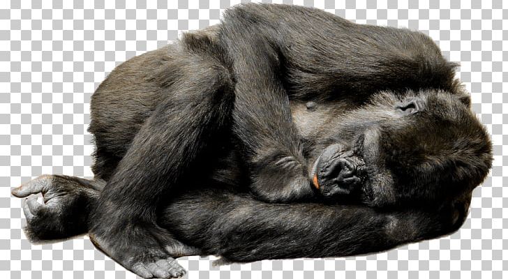 Sticker PNG, Clipart, Blog, Common Chimpanzee, Download, Fur, Gorilla Free PNG Download