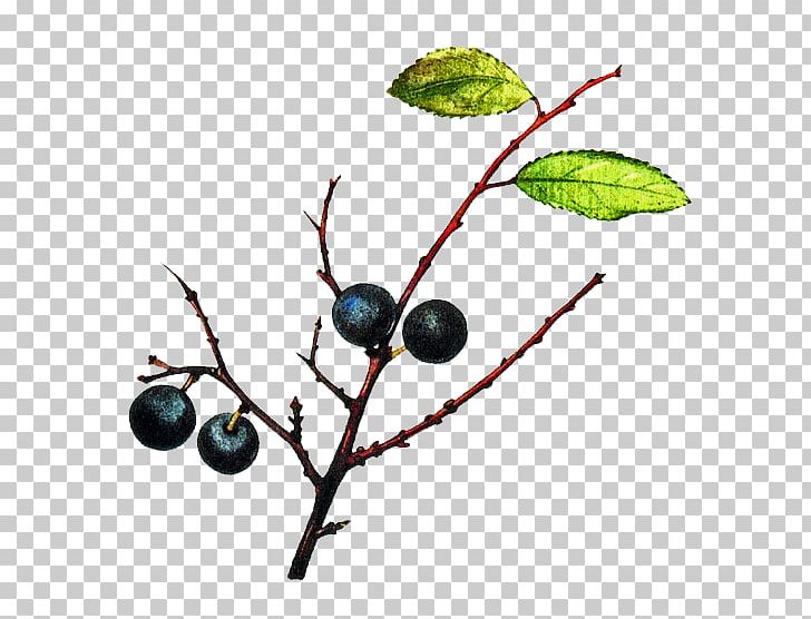 Blackthorn Bilberry Bargnolino Sloe Gin Damson PNG, Clipart, Berry, Bilberry, Blackthorn, Blueberry, Branch Free PNG Download