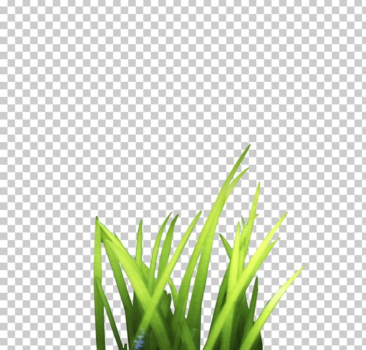 Google S Tussock Grasses PNG, Clipart, Adobe Illustrator, Angle, Artificial Grass, Bunch, Cartoon Grass Free PNG Download
