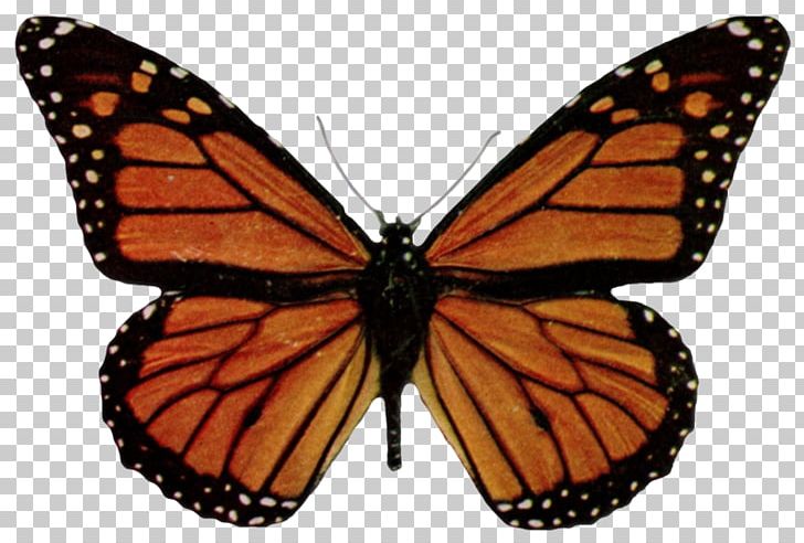Monarch Butterfly Millions Of Monarchs Viceroy Milkweed PNG, Clipart, Arthropod, Brush Footed Butterfly, Butterflies And Moths, Butterfly, Caterpillar Butterfly Free PNG Download