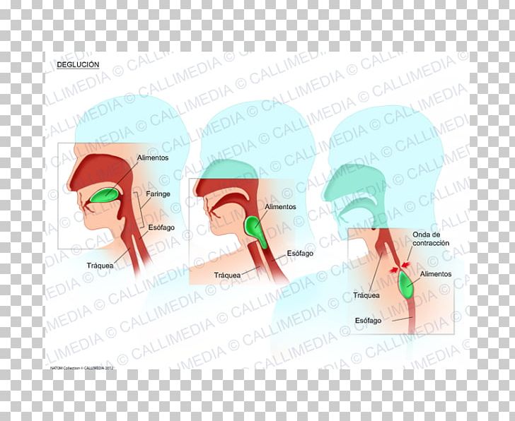 Swallowing Physiology Esophagus Larynx Breathing PNG, Clipart, Anatomy, Angle, Brain, Breathing, Diagram Free PNG Download
