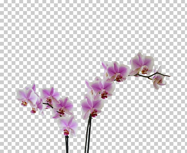 Moth Orchids Cut Flowers Violet Kleurplaat PNG, Clipart, Blossom, Branch, Cut Flowers, Flower, Flowering Plant Free PNG Download