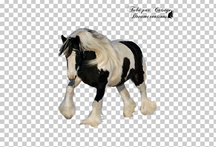 Stallion Mustang Mare Halter Mane PNG, Clipart, Animal Figure, Figurine, Fur, Gipsy, Halter Free PNG Download