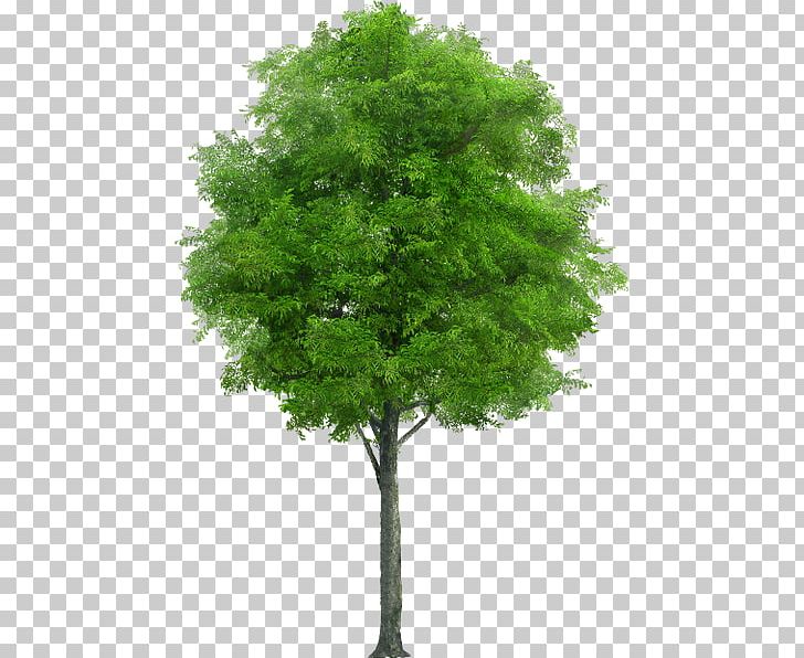 Stock Photography Tree Deciduous Desktop Mango PNG, Clipart, Arborist, Branch, Canal, Cosa, Deciduous Free PNG Download