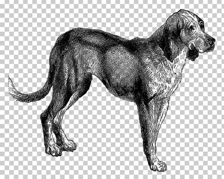 Dog Breed Bloodhound Dalmatian Dog Puppy Bluetick Coonhound PNG, Clipart, Ancient Dog Breeds, Animal, Animals, Black And White, Bloodhound Free PNG Download