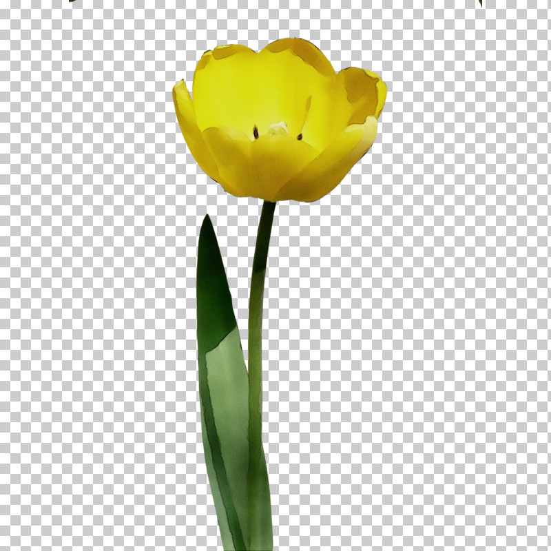 Flower Yellow Tulip Petal Plant PNG, Clipart, Bud, Cut Flowers, Flower, Lily Family, Paint Free PNG Download