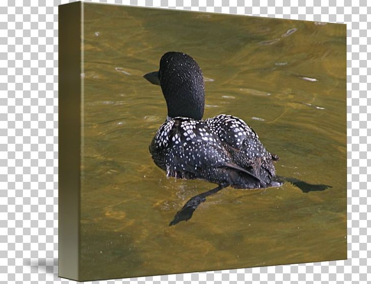 Duck Kind Loons Art Beak PNG, Clipart, Animals, Art, Beak, Bird, Canvas Free PNG Download
