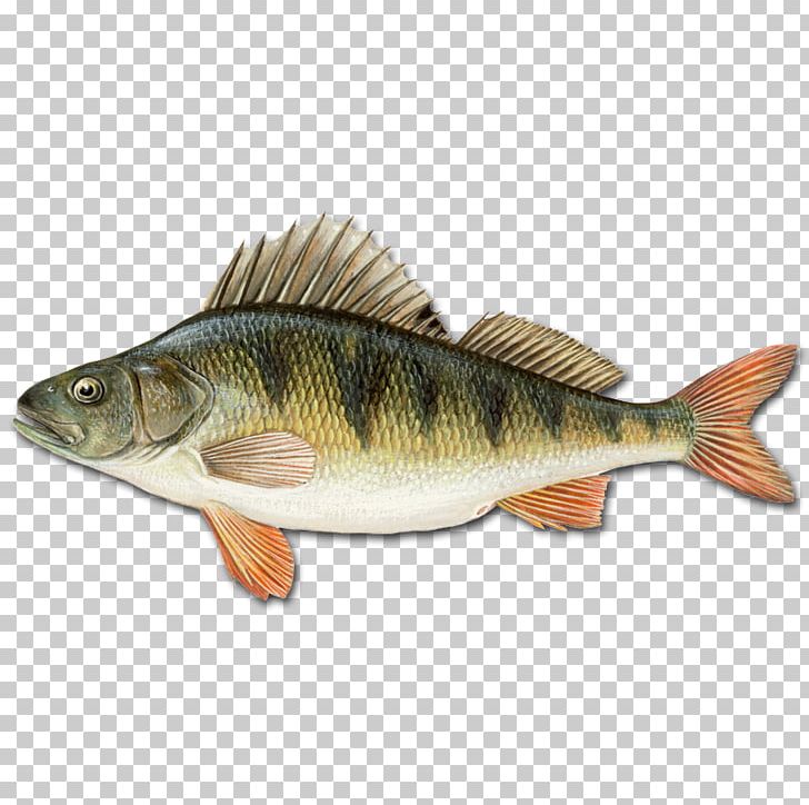 Northern Pike Darter Deeper Fishfinder Angling PNG, Clipart, Angling, Animals, Animal Source Foods, Barramundi, Bass Free PNG Download
