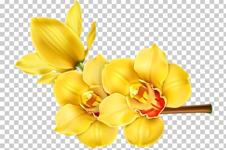 Orchids Flower Floral Design PNG, Clipart, Clip Art, Cut Flowers, Floral Design, Floristry, Flower Free PNG Download