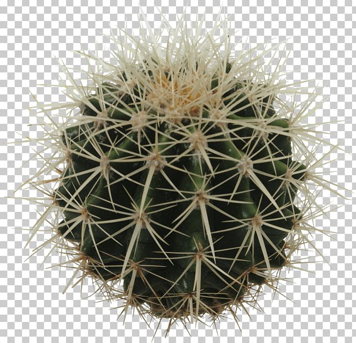 Cactaceae Eastern Prickly Pear PNG, Clipart, Art, Barrel Cactus, Bodyshope, Cactus, Cactus Garden Free PNG Download