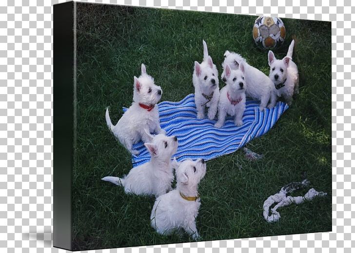 Dog Breed West Highland White Terrier Puppy Gallery Wrap PNG, Clipart, Animals, Art, Breed, Canvas, Carnivoran Free PNG Download
