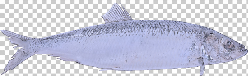 Tiger Shark Oily Fish Sharks Sardine Milkfish PNG, Clipart, Animal Figurine, Biology, Fish, Meter, Microsoft Azure Free PNG Download