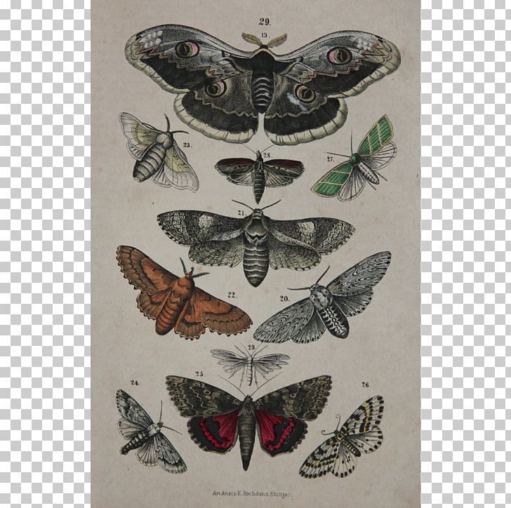 Antique Butterfly Drawing Vintage Clothing Engraving PNG, Clipart, Antique, Art, Arthropod, Butterfly, Drawing Free PNG Download