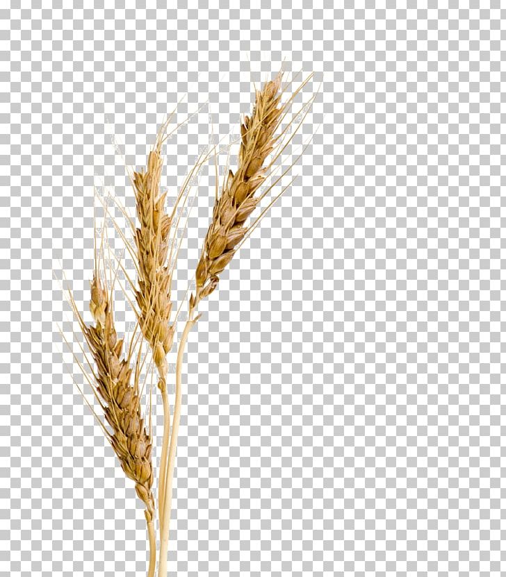 Barley Malt Syrup Barley Malt Syrup Wheat Barley Malt Extract PNG, Clipart, Barley Farm, Barley Flour, Barley Splash, Barley Water Color, Cereal Free PNG Download