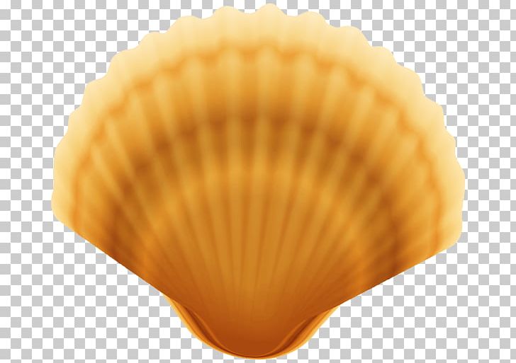Clam Oyster Seashell PNG, Clipart, Animals, Clam, Clamshell, Clams Oysters Mussels And Scallops, Cockle Free PNG Download