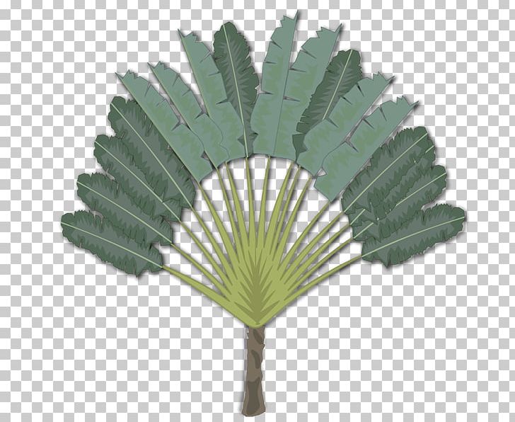 Madagascar Tree Arecaceae Ravenala PNG, Clipart, Arecaceae, Arecales, Botany, Computer Icons, Decorative Fan Free PNG Download