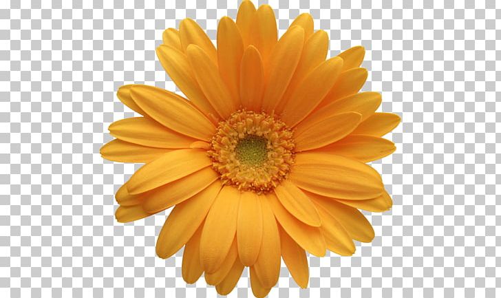 Portable Network Graphics Daisy Family Common Daisy Transvaal Daisy PNG, Clipart, Calendula, Chamomile, Chrysanthemum, Chrysanths, Common Daisy Free PNG Download