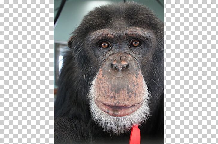 Common Chimpanzee Gorilla Primate Siamang Monkey PNG, Clipart, Animal, Animals, Ape, Chimpanzee, Common Chimpanzee Free PNG Download