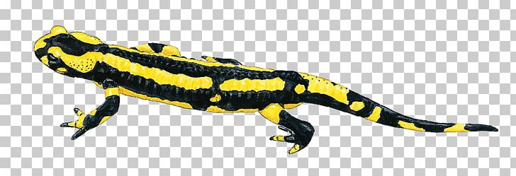 Fire Salamander Newt Lizard Gecko PNG, Clipart, Amphibian, Animal, Animal Figure, European Fire Salamander, Fire Salamander Free PNG Download