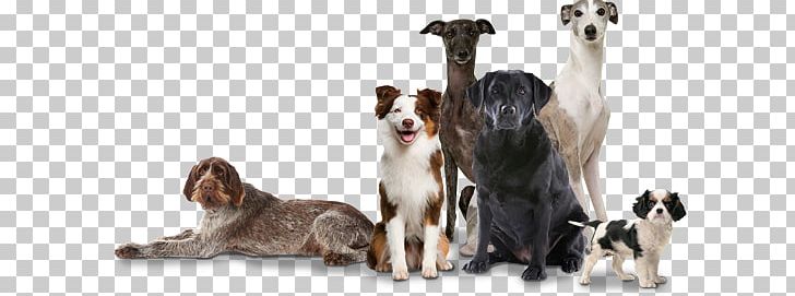 German Shepherd Indian Pariah Dog Puppy Australian Cattle Dog Dog Training PNG, Clipart, Animals, Australian Cattle Dog, Bark, Breed, Cari Free PNG Download