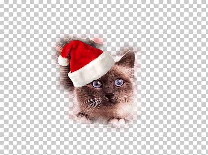 Whiskers Cat Kitten Christmas Santa Claus PNG, Clipart, Carnivoran, Cat, Cat Like Mammal, Christmas, Christmas Ornament Free PNG Download