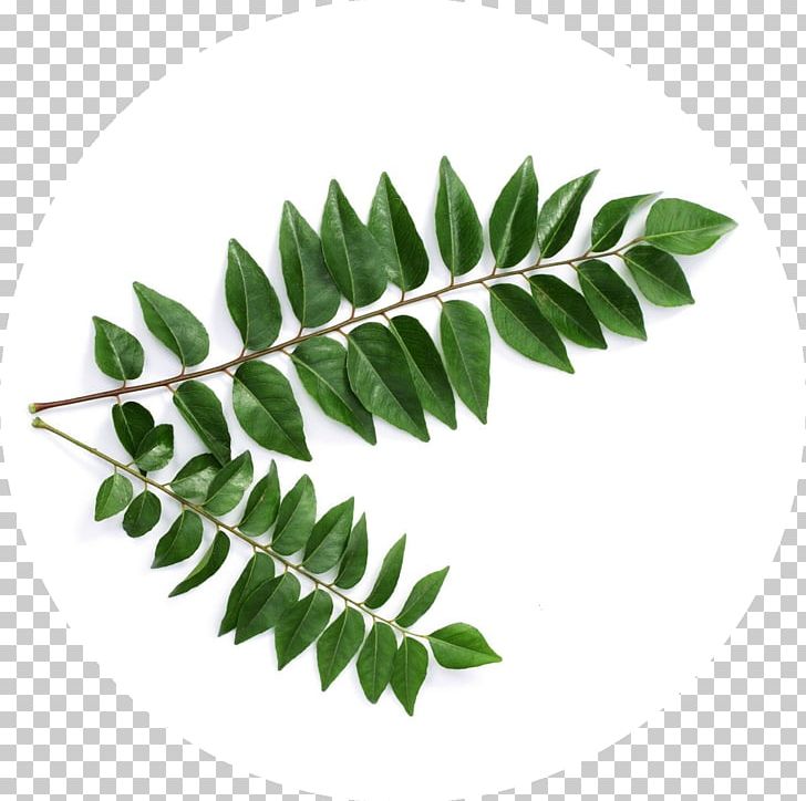 Curry Tree Sri Lankan Cuisine Tamil Cuisine Indian Cuisine PNG, Clipart, Branch, Curry, Curry Powder, Curry Tree, Flavor Free PNG Download
