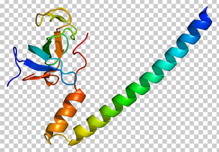 DCTN1 Dynactin Dynein DCTN3 Protein PNG, Clipart, Body Jewelry, Dctn1, Dynactin, Dynein, Function Free PNG Download