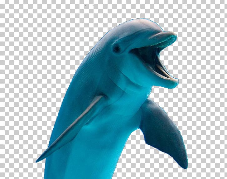 Dolphin PNG, Clipart, Animals, Bottlenose Dolphin, Cetacea, Cobalt Blue, Desktop Wallpaper Free PNG Download
